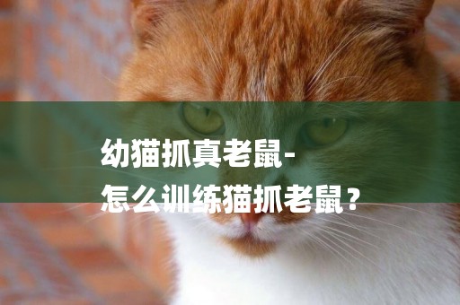 幼貓抓真老鼠-
怎么訓練貓抓老鼠？