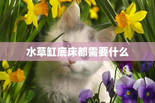水草缸底床都需要什么