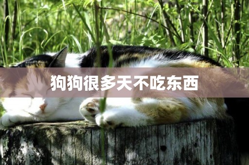 狗狗很多天不吃東西