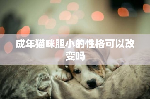 成年貓咪膽小的性格可以改變嗎