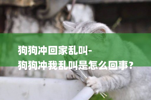 狗狗沖回家亂叫-
狗狗沖我亂叫是怎么回事？