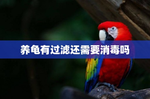 養龜有過濾還需要消毒嗎