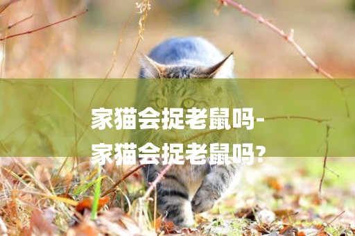 家貓會捉老鼠嗎-
家貓會捉老鼠嗎?