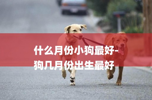 什么月份小狗最好-
狗幾月份出生最好
