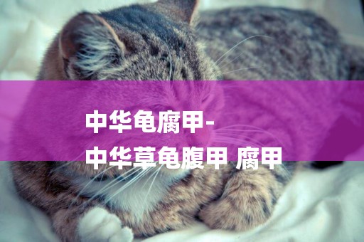 中華龜腐甲-
中華草龜腹甲 腐甲