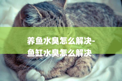 養魚水臭怎么解決-
魚缸水臭怎么解決