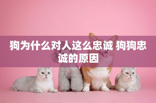 狗為什么對人這么忠誠 狗狗忠誠的原因
