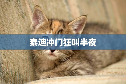 泰迪沖門狂叫半夜