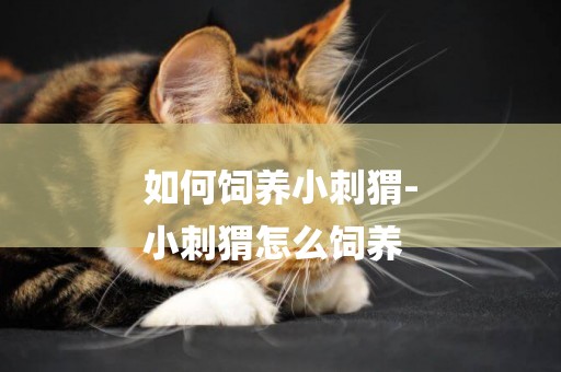 如何飼養小刺猬-
小刺猬怎么飼養
