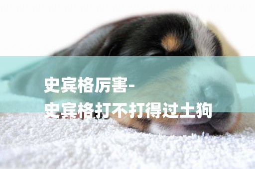 史賓格厲害-
史賓格打不打得過土狗