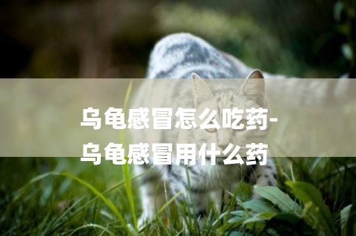 烏龜感冒怎么吃藥-
烏龜感冒用什么藥
