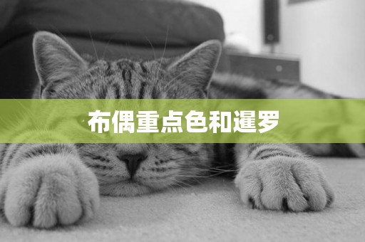 布偶重點色和暹羅