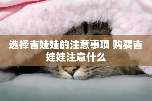 選擇吉娃娃的注意事項 購買吉娃娃注意什么