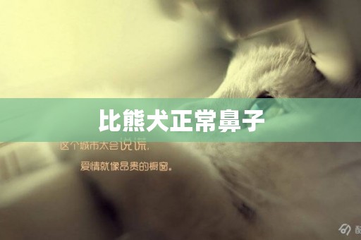 比熊犬正常鼻子