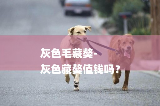 灰色毛藏獒-
灰色藏獒值錢嗎？