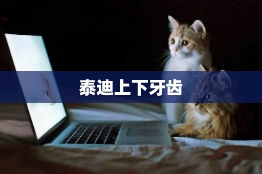 泰迪上下牙齒