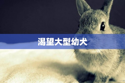 渴望大型幼犬