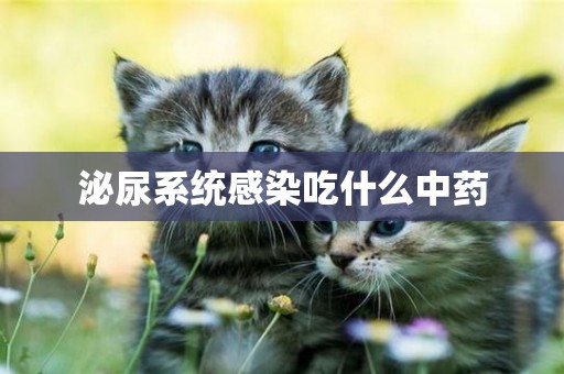 泌尿系統感染吃什么中藥