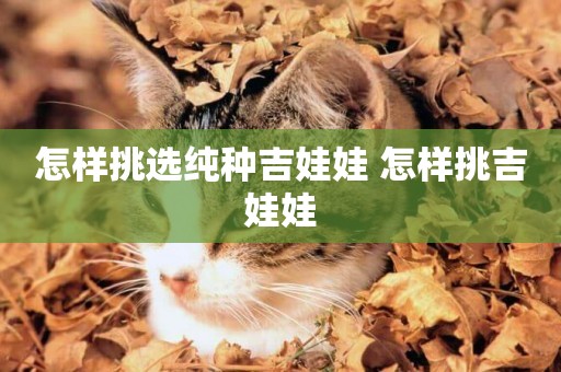 怎樣挑選純種吉娃娃 怎樣挑吉娃娃