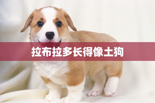 拉布拉多長得像土狗