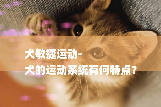 犬敏捷運動-
犬的運動系統有何特點？