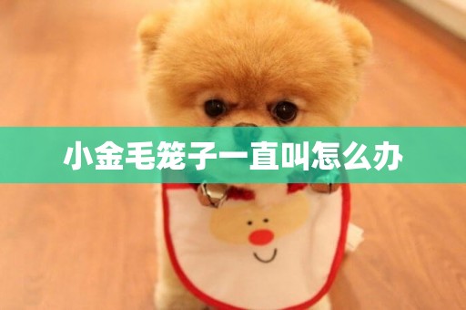 小金毛籠子一直叫怎么辦