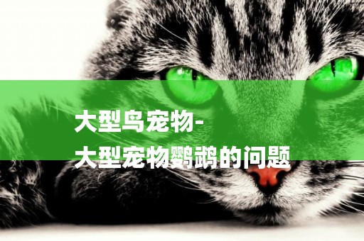 大型鳥寵物-
大型寵物鸚鵡的問題