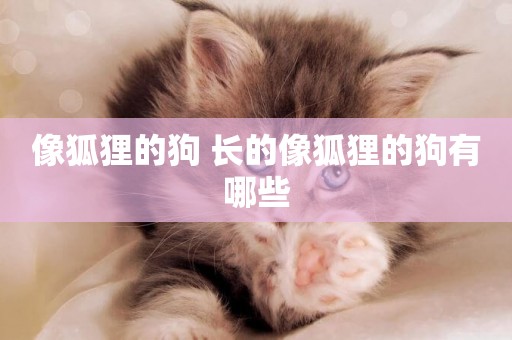 像狐貍的狗 長的像狐貍的狗有哪些