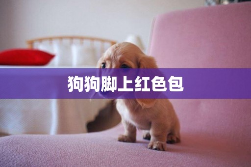 狗狗腳上紅色包