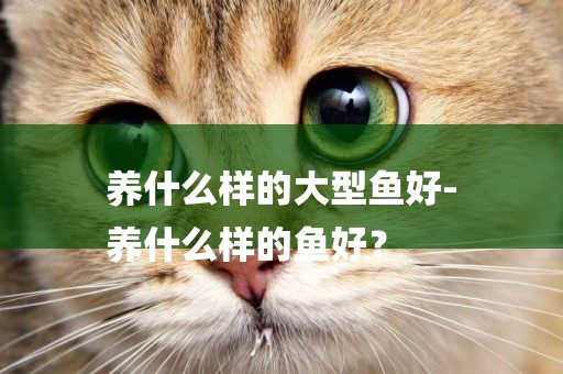養什么樣的大型魚好-
養什么樣的魚好？
