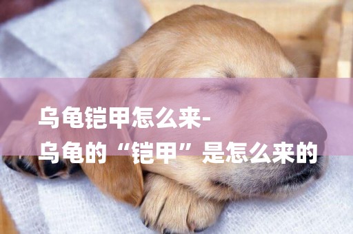 烏龜鎧甲怎么來-
烏龜的“鎧甲”是怎么來的