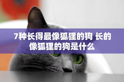 7種長得最像狐貍的狗 長的像狐貍的狗是什么