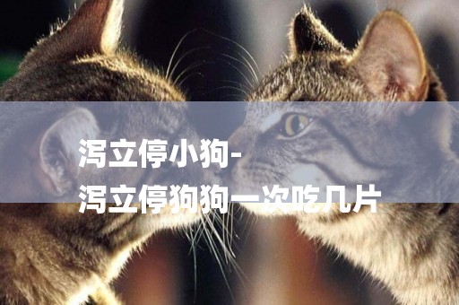 瀉立停小狗-
瀉立停狗狗一次吃幾片