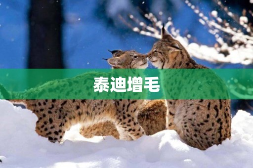泰迪增毛