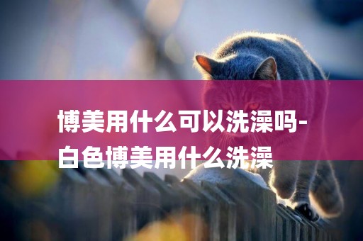 博美用什么可以洗澡嗎-
白色博美用什么洗澡