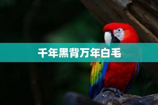 千年黑背萬年白毛