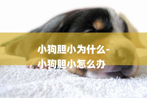 小狗膽小為什么-
小狗膽小怎么辦
