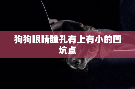 狗狗眼睛瞳孔有上有小的凹坑點