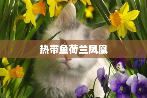 熱帶魚荷蘭鳳凰