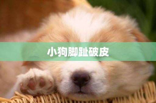 小狗腳趾破皮