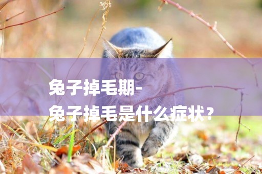 兔子掉毛期-
兔子掉毛是什么癥狀？