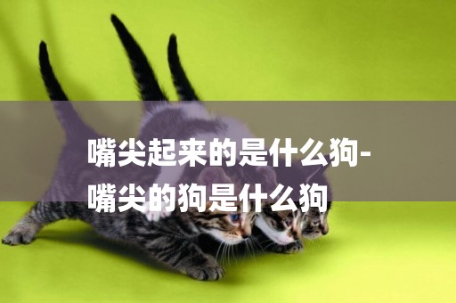 嘴尖起來的是什么狗-
嘴尖的狗是什么狗