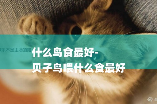 什么鳥食最好-
貝子鳥喂什么食最好
