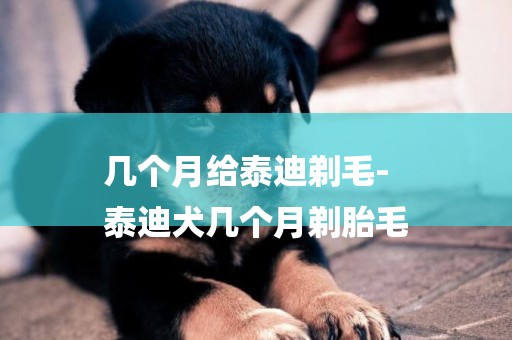 幾個月給泰迪剃毛-
泰迪犬幾個月剃胎毛
