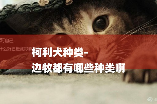柯利犬種類-
邊牧都有哪些種類啊