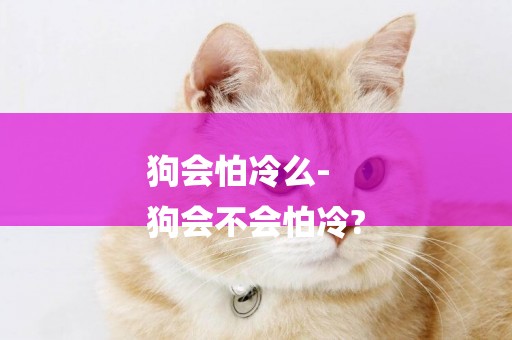 狗會怕冷么-
狗會不會怕冷?
