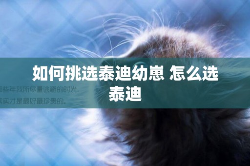 如何挑選泰迪幼崽 怎么選泰迪