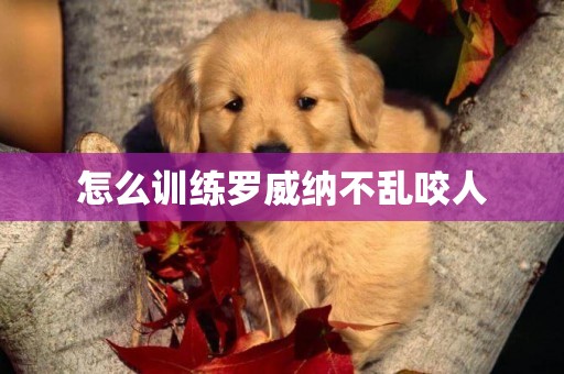 怎么訓練羅威納不亂咬人