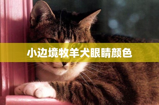 小邊境牧羊犬眼睛顏色