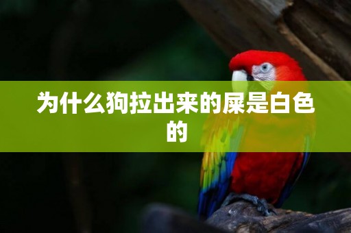 為什么狗拉出來的屎是白色的